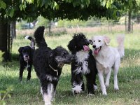 Puppys van Bliss040622-0130